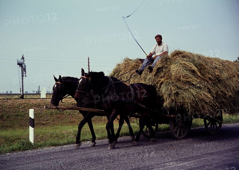 Man with whip on horse and cart transporting hay in rural surroundings, Romania, Eastern Europe 1967, Europe