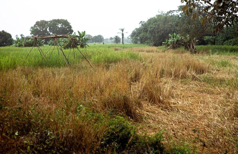 Subtitle: Rice field of the teacher Roten, Northern Province, Sierra Leone, West Africa 1978, Africa