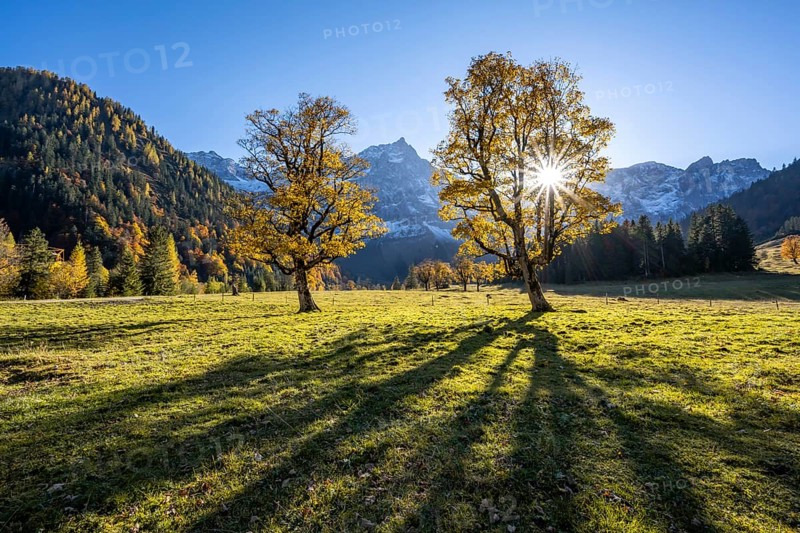 Sycamore maple with autumnal yellow foliage and sun star, large maple base in autumn, rocky mountain peaks with Spritzkarspitze in the background, Rißtal in the Eng, Karwendel, Tyrol, Austria, Europe