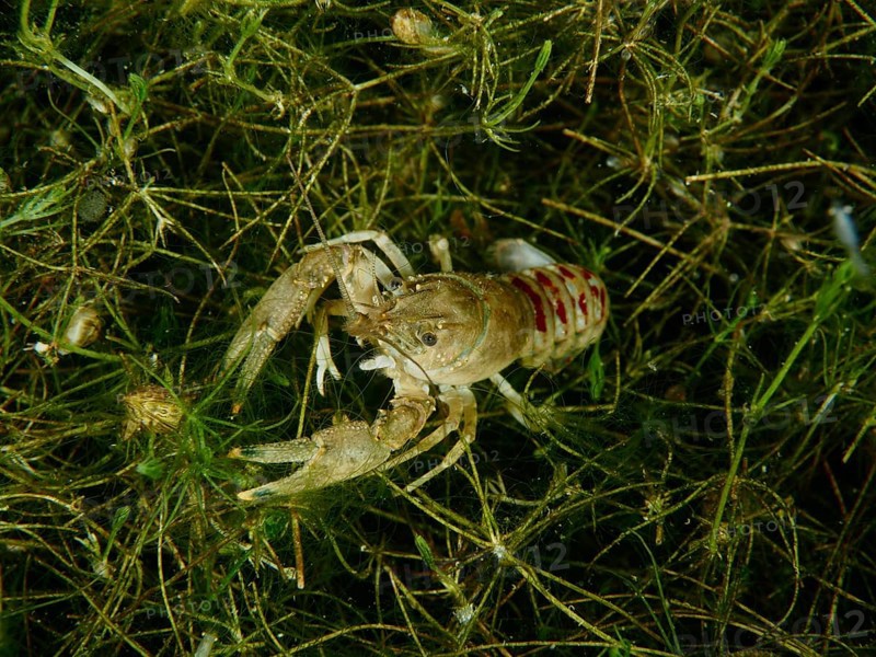 A crayfish (Faxonius limosus), American crayfish, invasive species, in dense green plant growth, dive site Wildsau, Berlingen, Lake Constance, Switzerland, Germany, Europe