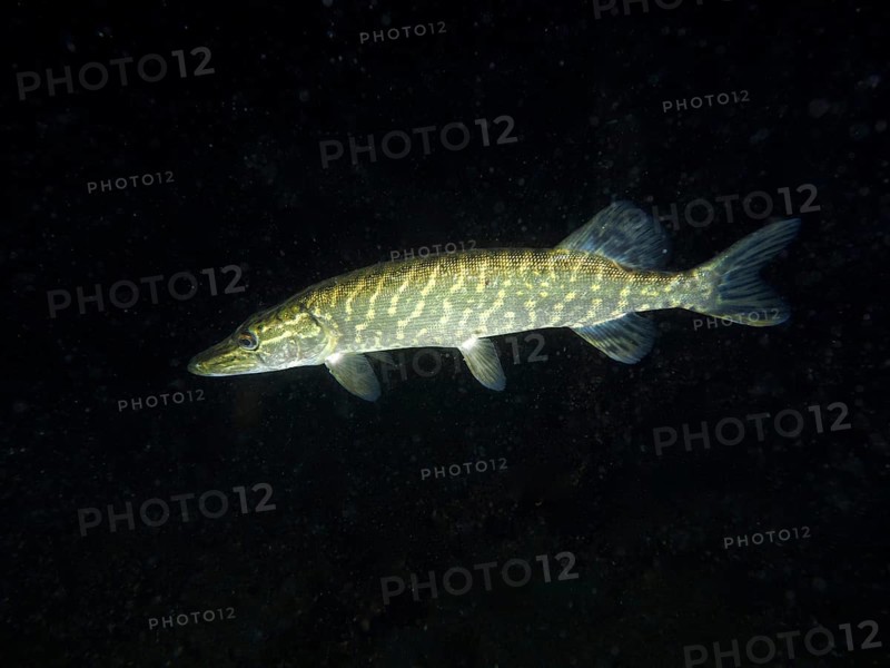 A pike (Esox lucius) swimming in a nocturnal underwater scene, dive site Wildsau, Berlingen, Lake Constance, Switzerland, Europe