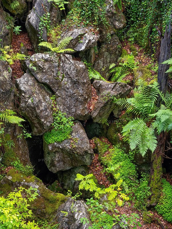 Dense vegetation between rocks in the Felsenmeer nature reserve, near Hemer in the Sauerland region