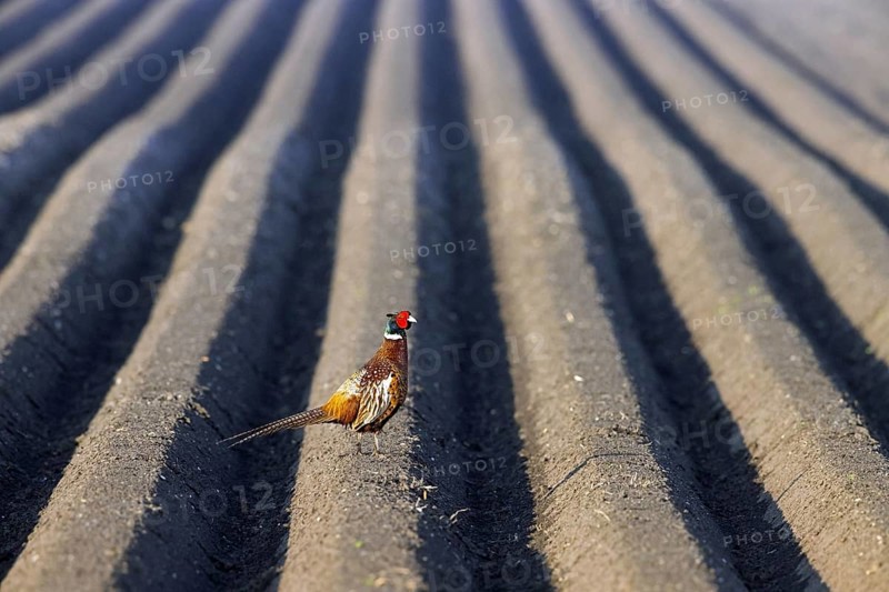 Common pheasant, ring-necked pheasant (Phasianus colchicus) male, cock foraging on potato field in spring