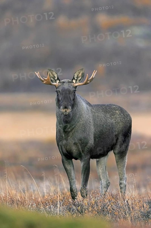 Moose, elk (Alces alces), adult bull, male foraging on the tundra in autumn, fall, Sweden, Scandinavia, Europe