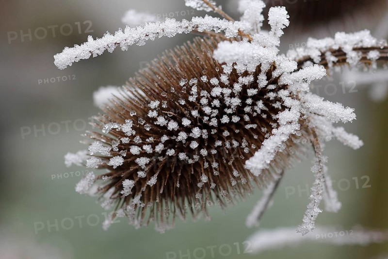 Wild teasel (Dipsacus fullonum), dried inflorescences with hoarfrost, North Rhine-Westphalia, Germany, Europe