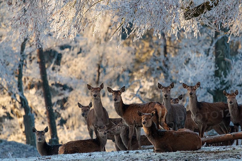 A herd of female red deer (Cervus elaphus) stands against the light in a meadow covered in hoarfrost, with a forest covered in hoarfrost in the background