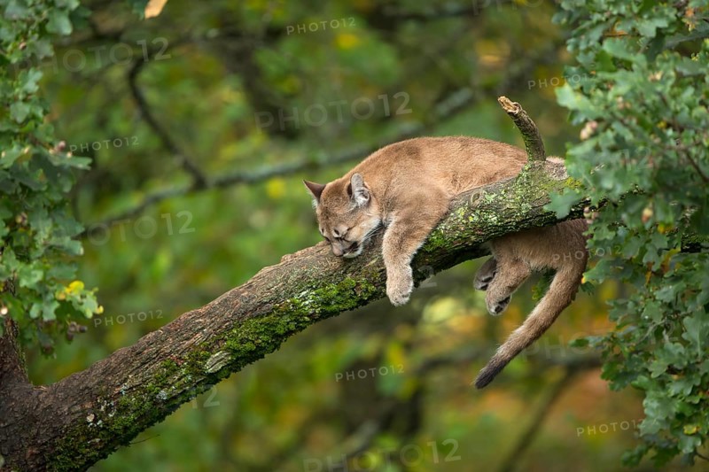 One young cougar, Puma concolor, resting on a big branch high up in an oak tree