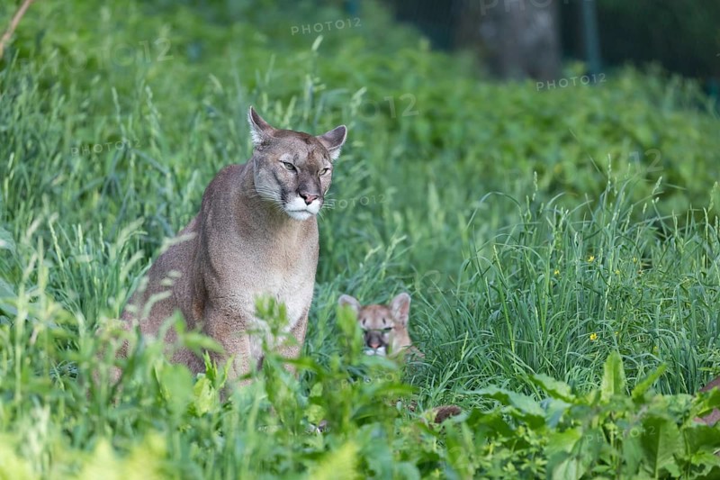 One female cougar, Puma concolor, sitting in a green meadow with a kitten right of her