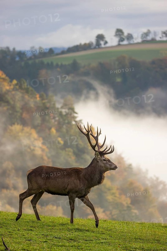 A red deer stag (Cervus elaphus) runs across a meadow. A forest with autumn leaves can be seen in the background. Wisps of mist drift over the forest