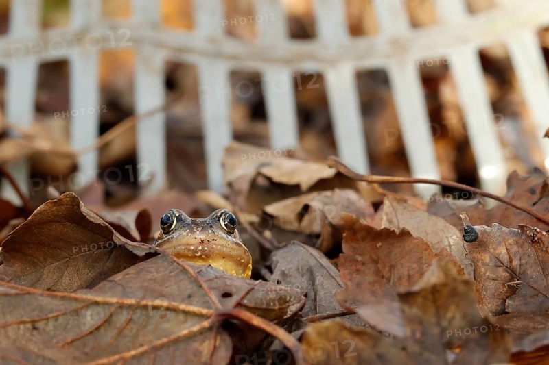 Common frog (Rana temporaria) adult amphibian on a pile of fallen autumn leaves in a garden with a horticultural rake in the background, England, United Kingdom, Europe