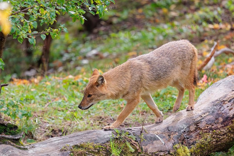A golden jackal (Canis aureus) stands on a rotting tree lying on the ground between bushes and rocks at the edge of the forest