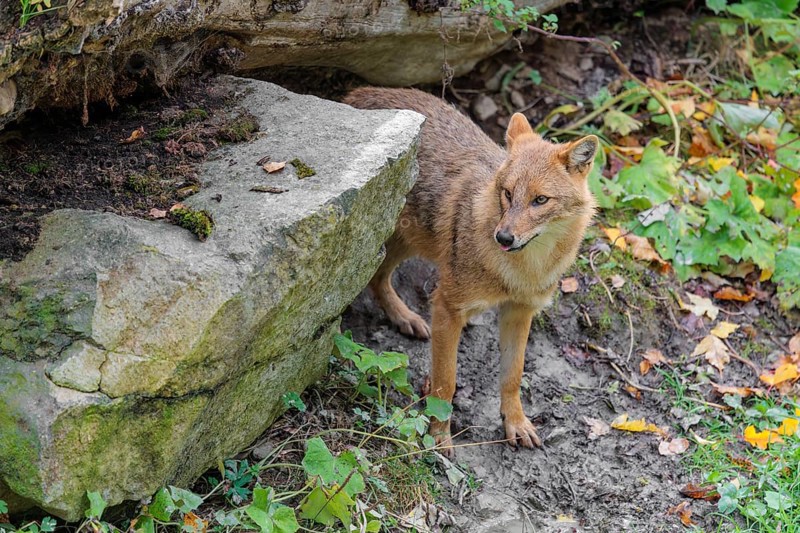A golden jackal (Canis aureus) stands behind a rock under a rotting tree
