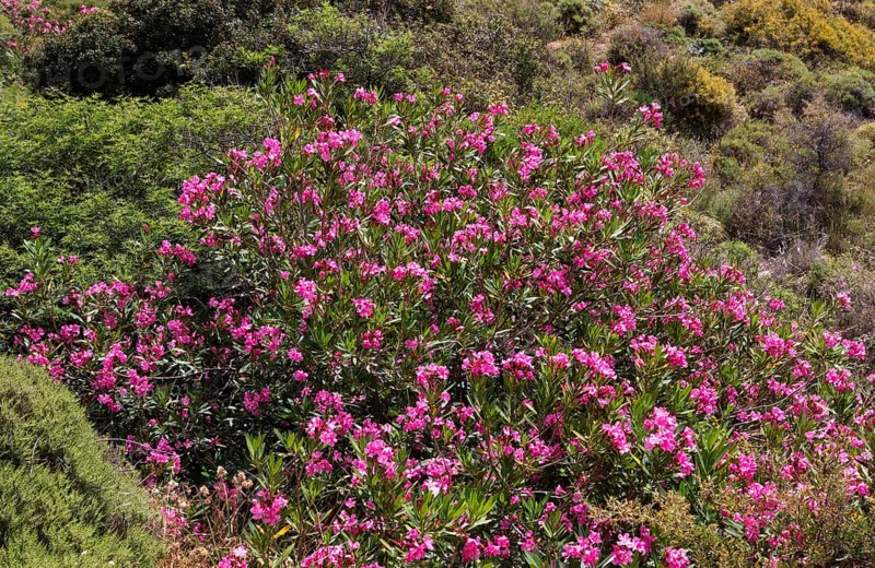 Oleander bush, Sarella peninsula near Plakias, south coast, Crete, Greece, Europe