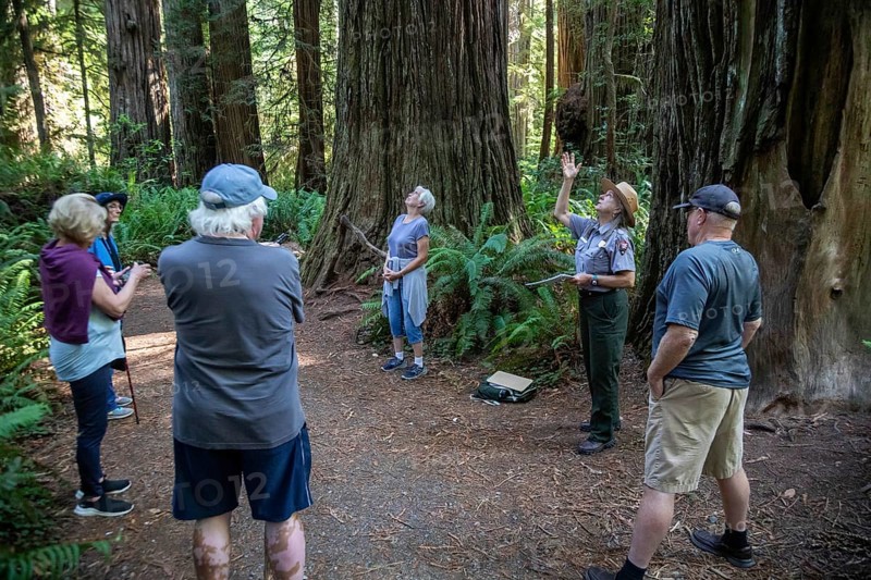 Crescent City, California - A National Park Service ranger leads visitors on a hike among the redwood trees (Sequoia sempervirens) in Jedediah Smith Redwoods State Park. The park is part of Redwood National and State Parks on the Pacific Coast of northern California