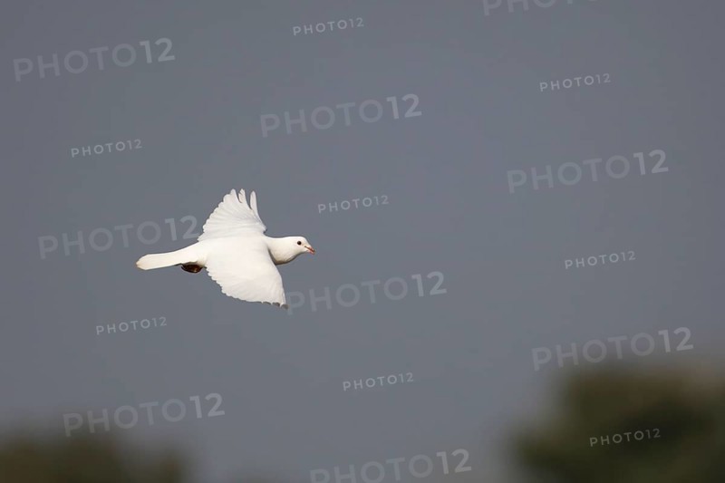 White or Release dove (Columba livia domestica) adult bird in flight, England, United Kingdom, Europe
