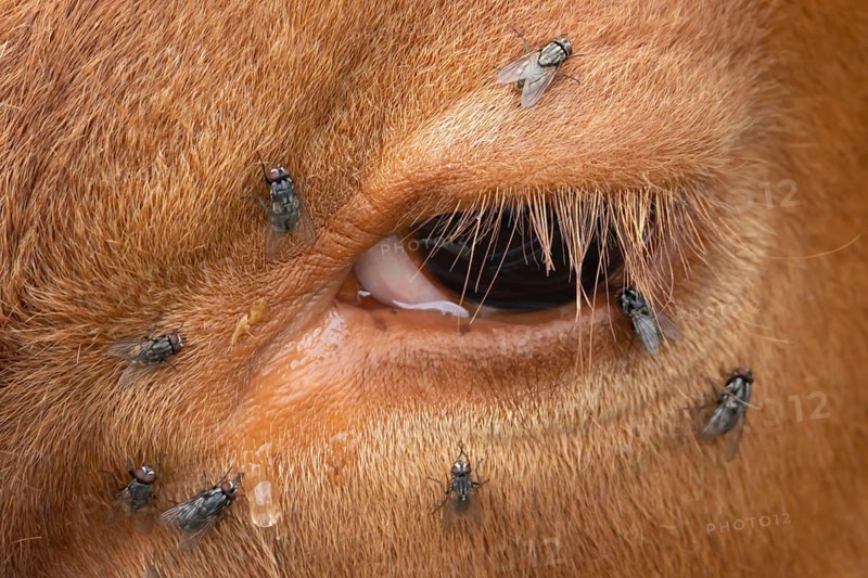 Domestic cattle or cow (Bos taurus) adult farm animal close up of its eye with flies around it, England, United Kingdom, Europe