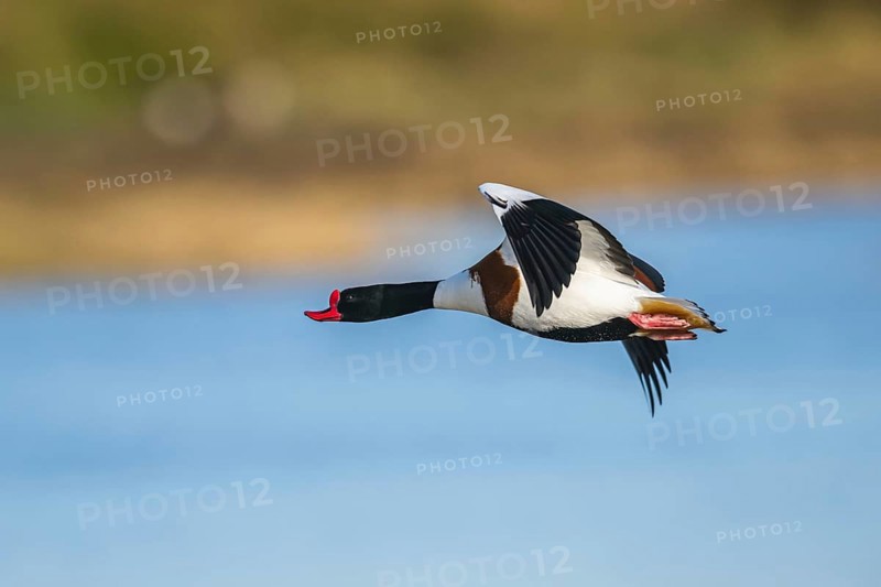 Common Shelduck, Tadorna tadorna, bird in flight over winter marshes