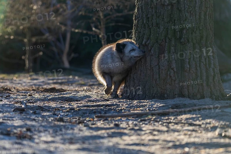 One arctic fox (Vulpes lagopus), (white fox, polar fox, or snow fox) leaning against a tree in backlit condition against a dark background on a sunny day