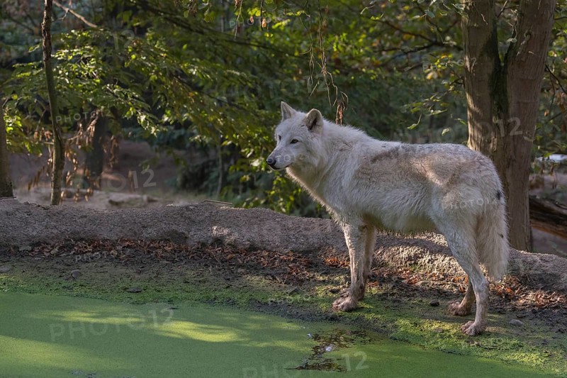 One Arctic wolf (Canis lupus arctos) standing in a small forest opening with a little pond covered with green common duckweed
