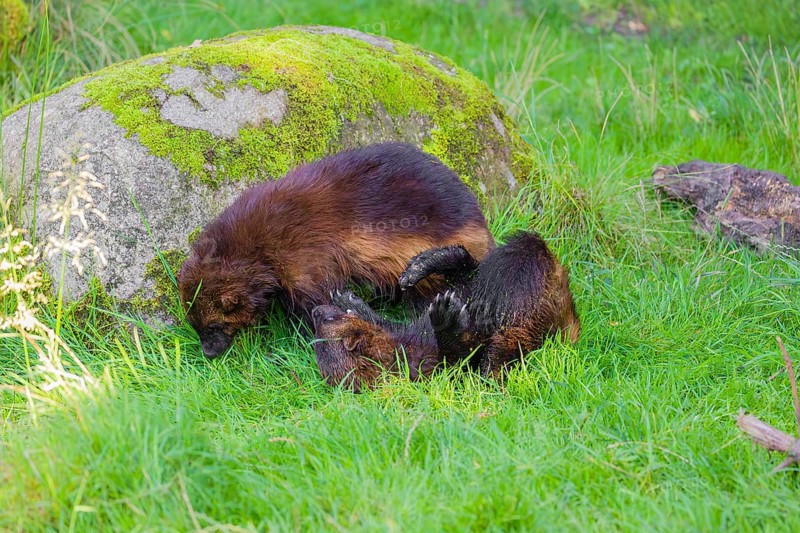 Two wolverine (Gulo gulo) play with each other on a green meadow in front of a rock