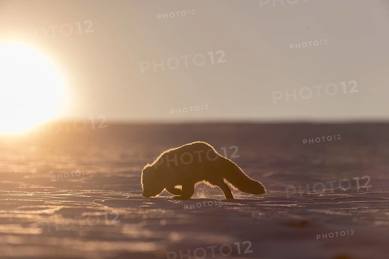 One arctic fox (Vulpes lagopus), (white fox, polar fox, or snow fox) running over a snow covered meadow in the first morning light at 17 degree Celsius below zero