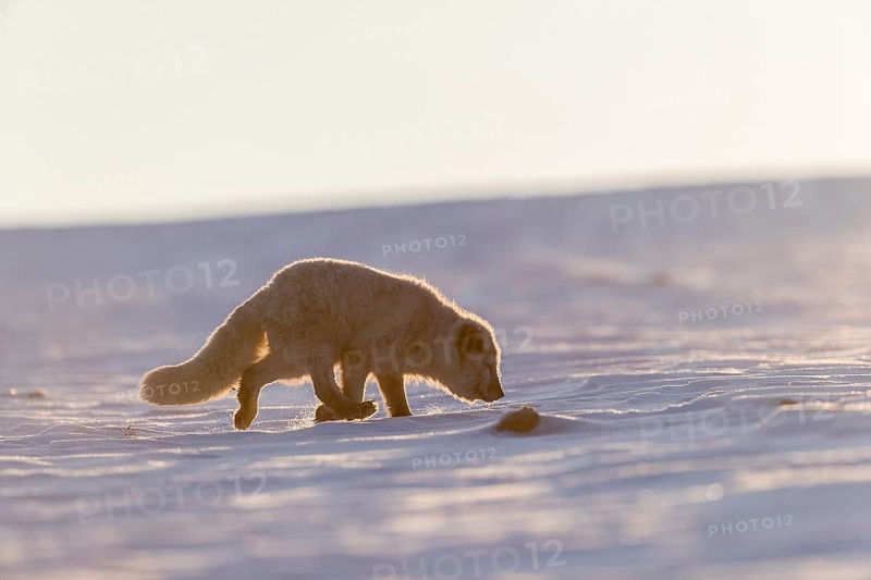 One arctic fox (Vulpes lagopus), (white fox, polar fox, or snow fox) running over a snow covered meadow in the first morning light at 17 degree Celsius below zero