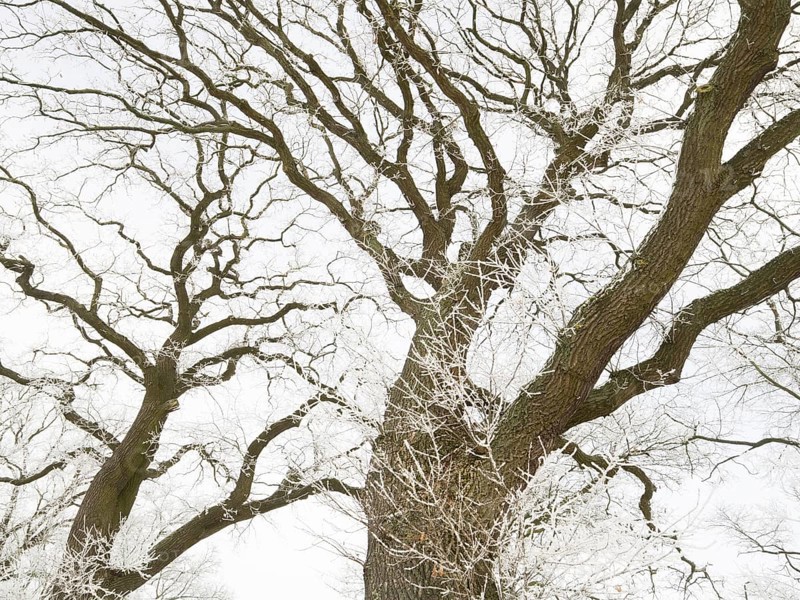 Oak Trees (Quercus robur), crowns of the trees covered in hoarfrost against a pale sky, in winter, North Hesse, Germany, Europe