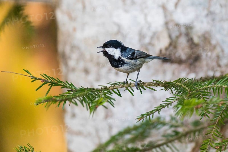 Cole Tit, (Parus ater), male adult, perched on a fir tree branch, singing, Hesse, Germany, Europe
