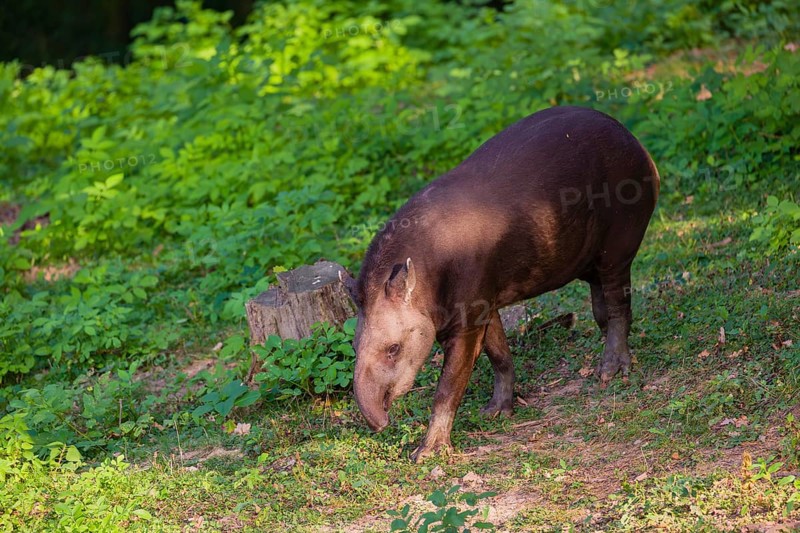 A female South American tapir (Tapirus terrestris) runs through the undergrowth at the edge of the forest in search of food