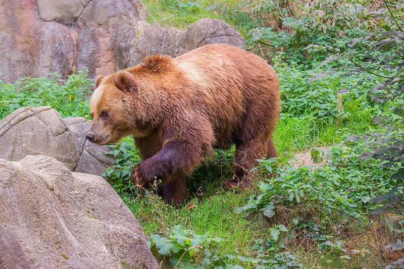 A Kamchatka brown bear (Ursus arctos piscator) runs across dense vegetation between rocks