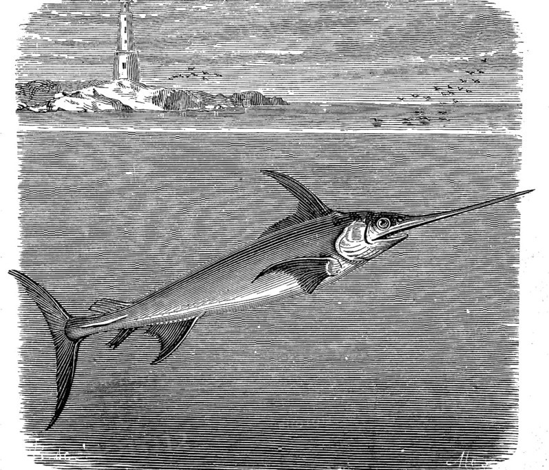 Swordfish, Xiphias gladius, illustration from 1880, historical, digital reproduction of an original from the 19th century