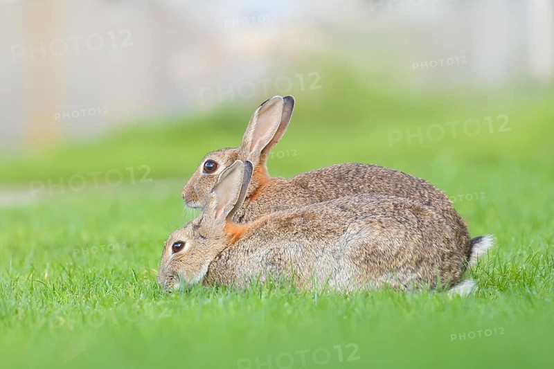 Two wild rabbits (Oryctolagus cuniculus), in a meadow, fully grown, alert, wildlife, nature photography, mammal, Baltic Sea coast, Fehmarn Island, East Holstein, Schleswig-Holstein, Germany, Europe
