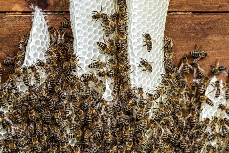 Bee colony, many bees, Western or European honey bee (Apis mellifera), wild construction of natural honeycomb outside of beehive, beeswax, fresh, white, honeycomb, Nidda, Wetterau, Hesse, Germany, Europe