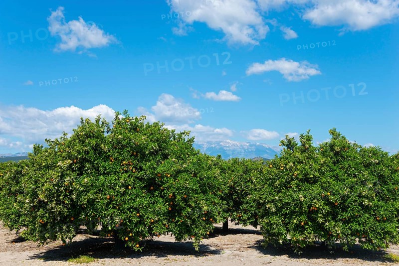 Rows of orange trees under a clear blue sky in a sunny plantation, orange trees near Skala, Laconia, Laconia, Peloponnese, Greece, Europe