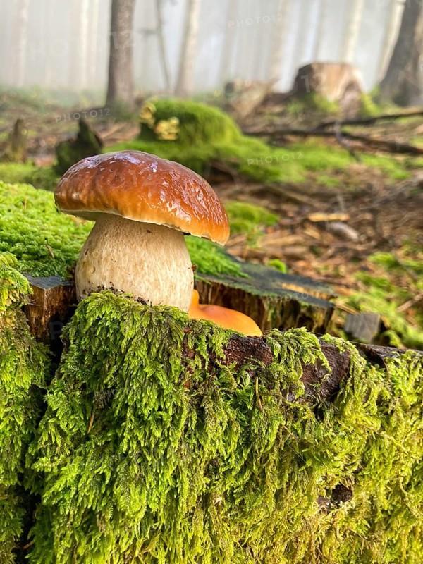 Common boletus (Boletus edulis) in the forest, in the Berchtesgaden National Park, Bavaria, Germany, Europe