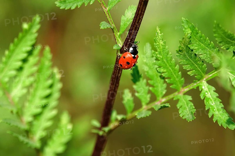Ladybird (Coccinellidae), summer, Germany, Europe