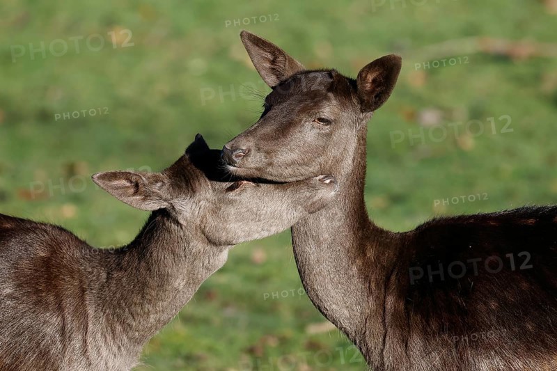 Fallow deer (Dama dama), female, two young fallow deer, fallow deer cows, females cuddling with each other, Lower Saxony, Germany, Europe