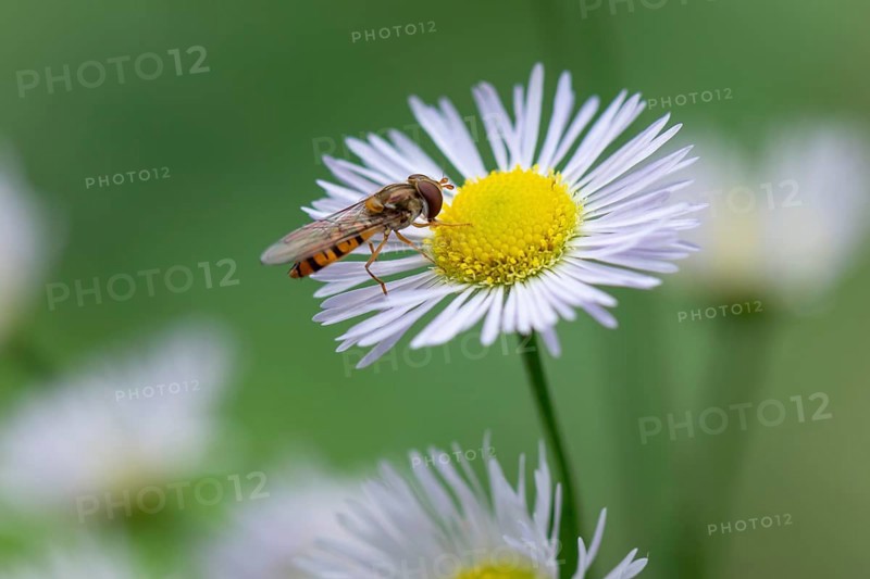 Close-up of a flower of Erigeron annuus (Erigeron annuus) with a hoverfly (Syrphidae), Ternitz, Lower Austria, Austria, Europe