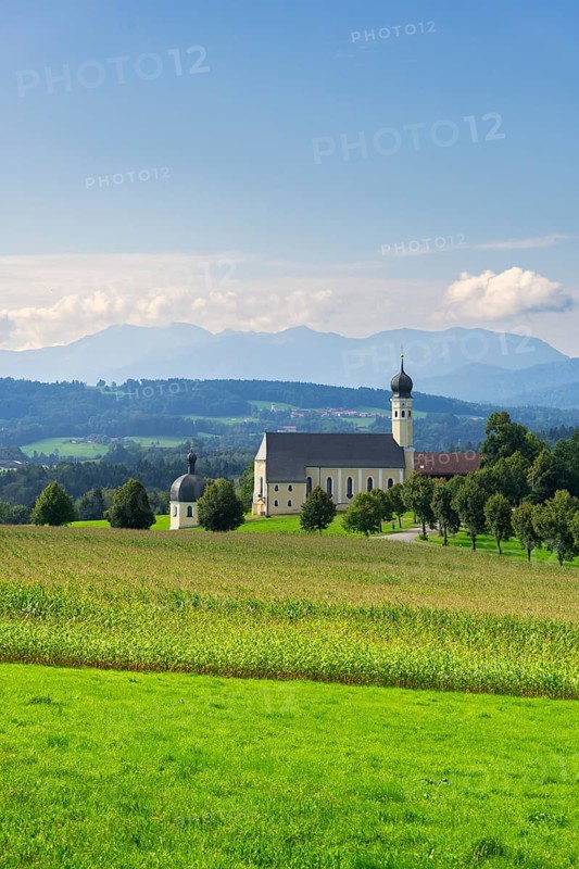 Pilgrimage church of St Marinus and Anian in Wilparting, cornfield, avenue, municipality of Irschenberg, Oberland, Upper Bavaria, Bavaria, Germany, Europe