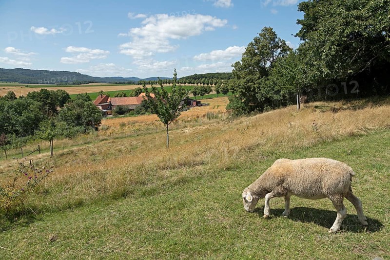 Farm, Landscape, Sheep, Wittenburg, Elze, Lower Saxony, Germany, Europe