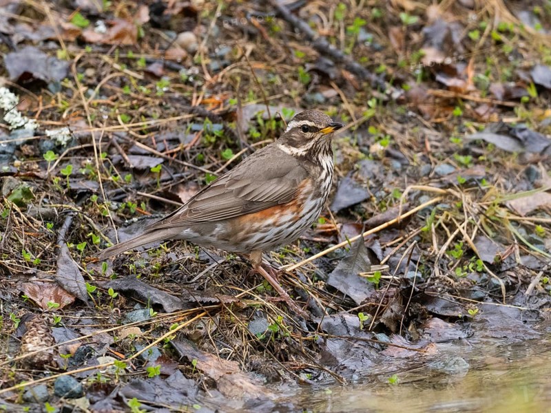 Redwing (Turdus iliacus), searching for food on the ground, May, Finnish Lapland