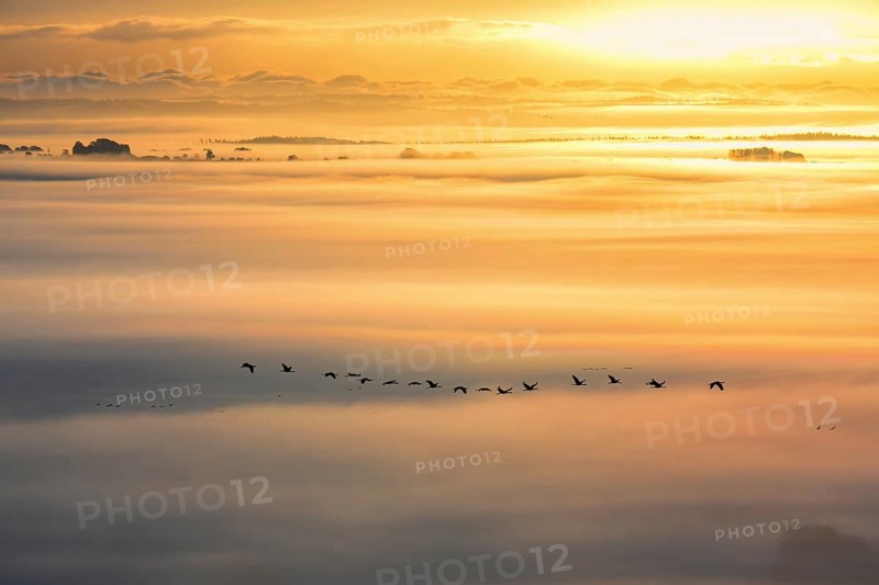 Flock of Cranes (Grus grus) flying above the landscape with morning mist at sunrise