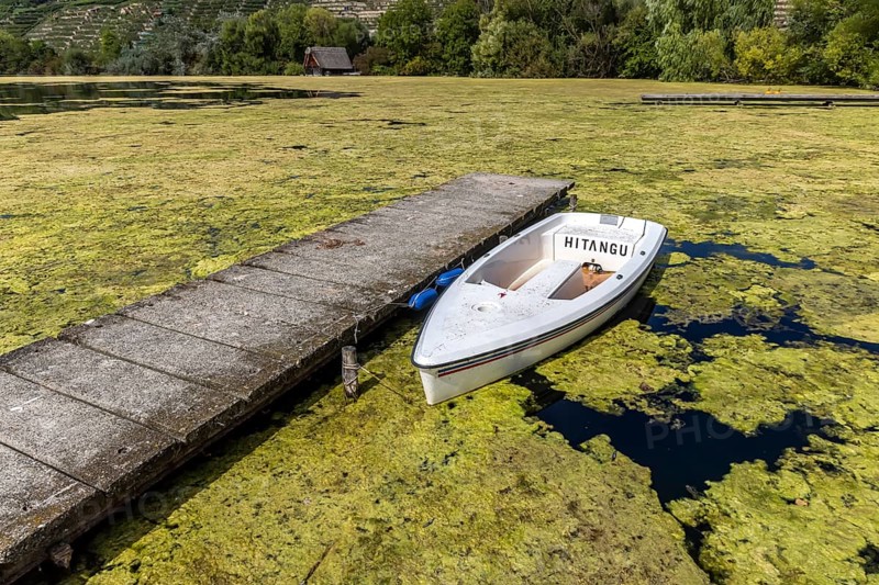 The hornwort plant (Ceratophyllum demersum) covers almost the entire Max-Eyth-See in Stuttgart. Now a mowing boat is to remove the aquatic plant so that water sports are possible again. The hornwort growth is particularly pronounced this year. Stuttgart, Baden-Württemberg, Germany, Europe