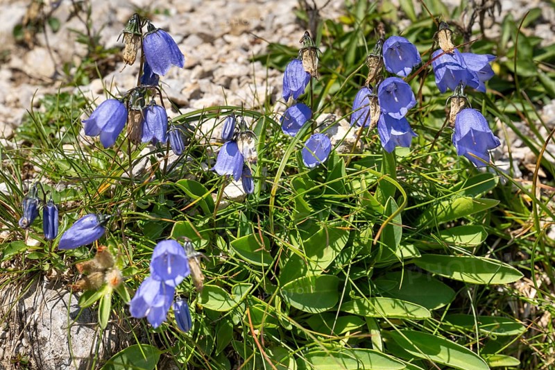 Bellflower (Campanula) on rocky ground, Karwendel Mountains, Mittenwald, Werdenfelser Land, Upper Bavaria, Bavaria, Germany, Europe