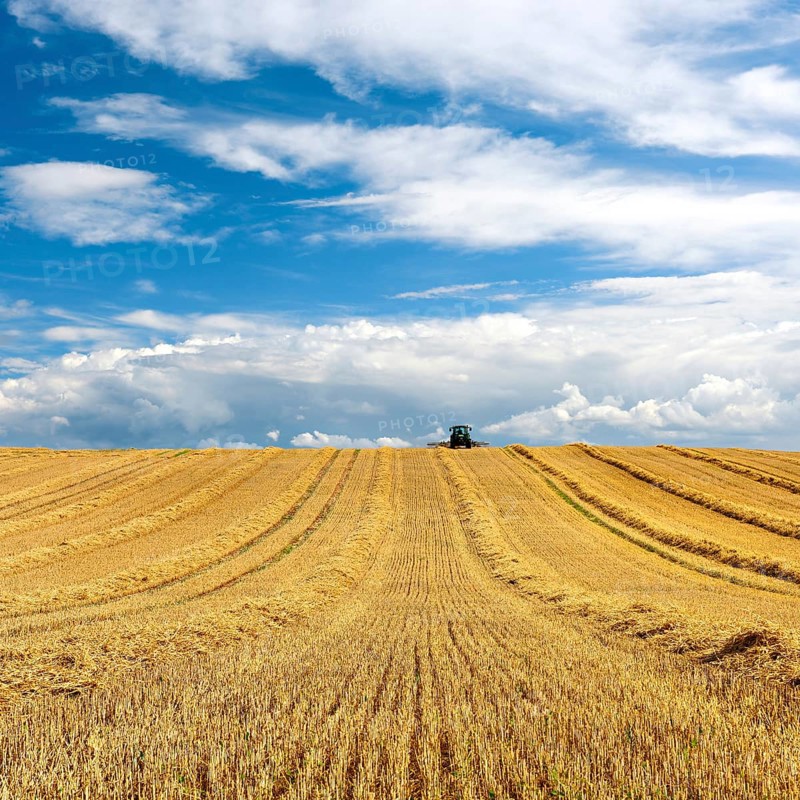 Tractor in stubble field harvesting and turning straw, grain field with dramatic cumulus clouds, approaching thunderstorm, Saalekreis, Saxony-Anhalt, Germany, Europe