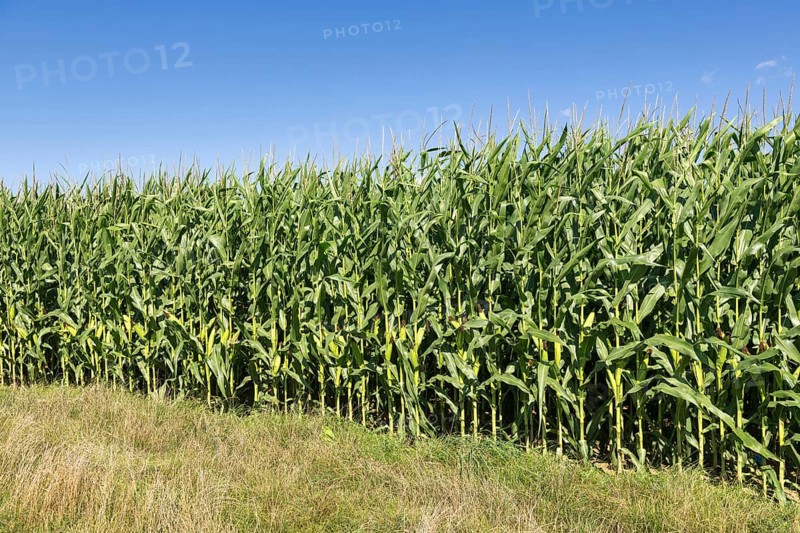 Symbolic image, renewable energies, maize plants, biogas plant, feed maize, maize cobs, immature, Baden-Württemberg, Germany, Europe