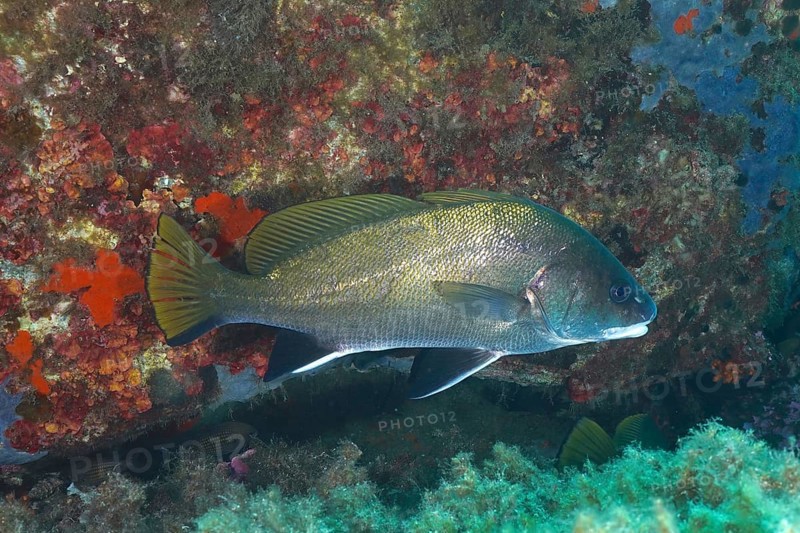 Mullet (Sciaena umbra) in a rocky underwater environment in the sea. Dive site Giens Peninsula, Provence Alpes Côte d'Azur, France, Europe