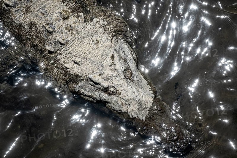 American crocodile (Crocodylus acutus) swimming in the water, from above, Rio Tarcoles, Carara National Park, Puntarenas Province, Costa Rica, Central America