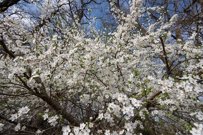 Flowering myrobolane (Prunus cerasifera), Bavaria, Germany, Europe