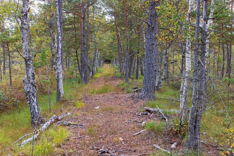 Long straight forest path in a peatbog with pine and birch trees in autumn colours
